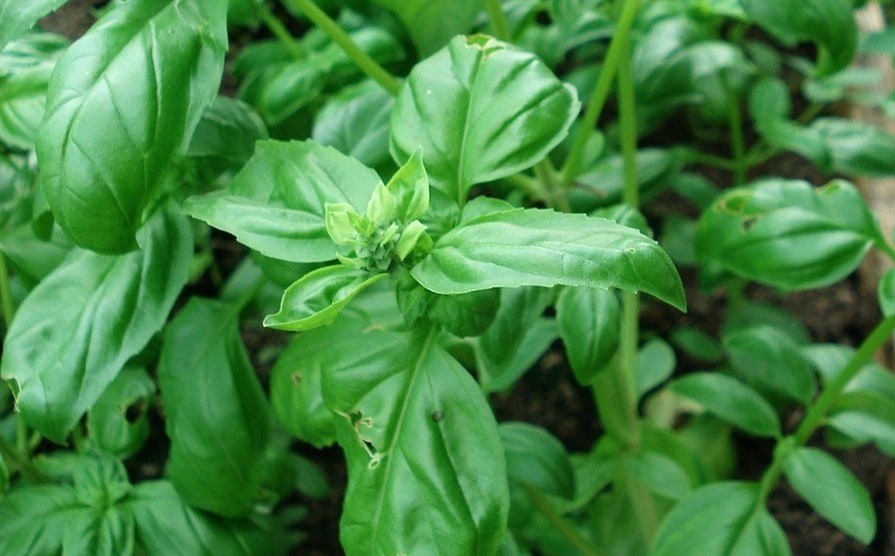Nahaufnahme von Basilikumpflanzen im Garten, mit frischen grünen Blättern und einem neuen Trieb in der Mitte