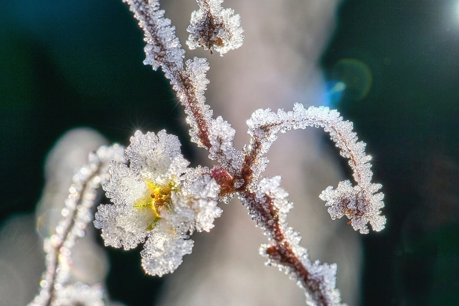 Gefrorene Blüte 