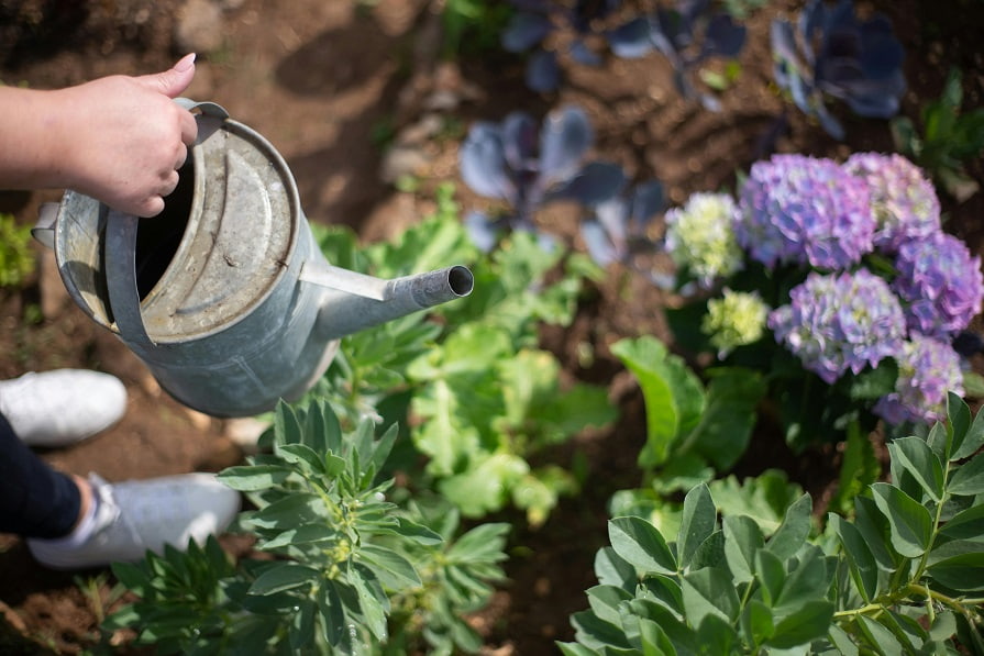 Gießkanne über Blumenbeet