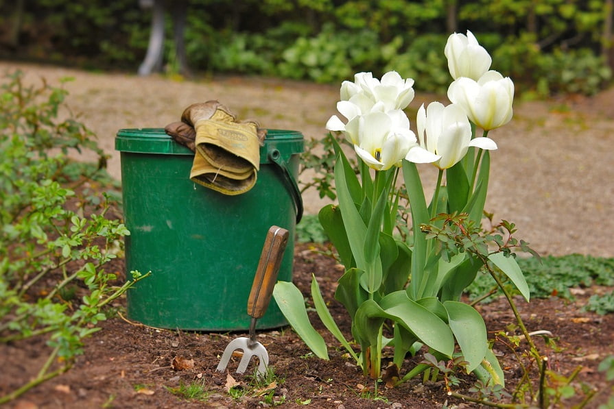 Grüner Eimer neben Tulpen