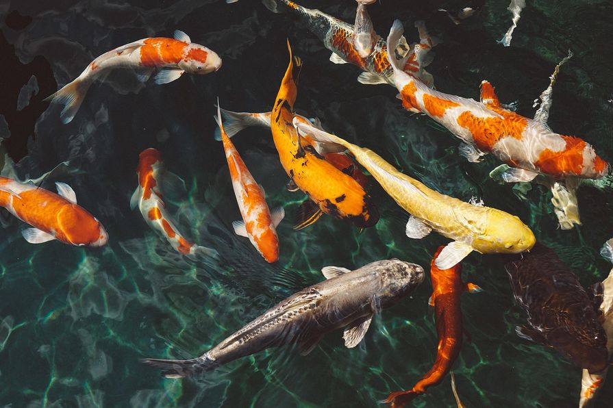 Koi-Karpfen im Teich