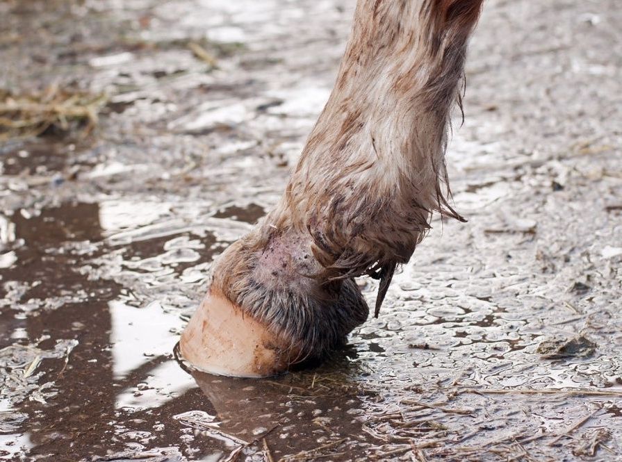 Mauke beim Pferd