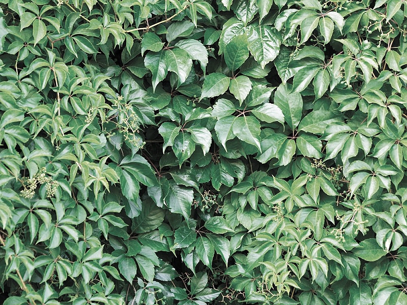 Pflanzen zur Befestigung (Parthenocissus quinquefolia)