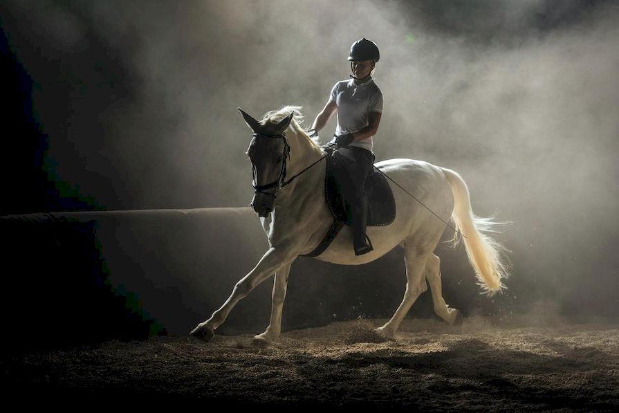 Reiten im Paddock