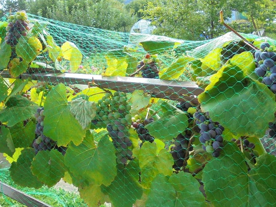 Trauben unter leichten Vogelschutznetz Birdnet