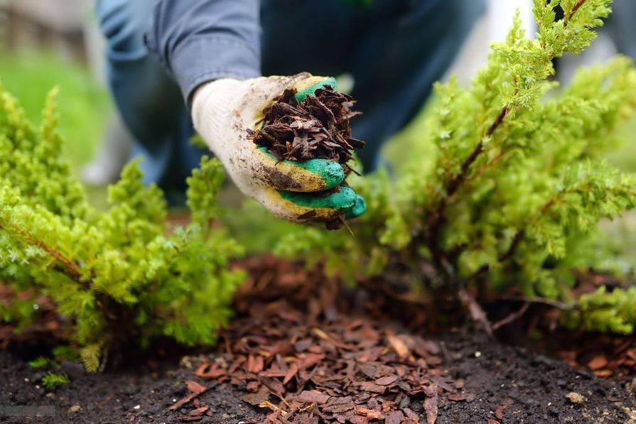 Menschliche Hand mit Rindenmulch