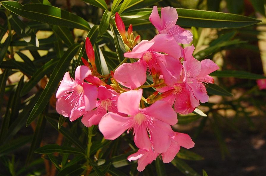Blühender Oleander