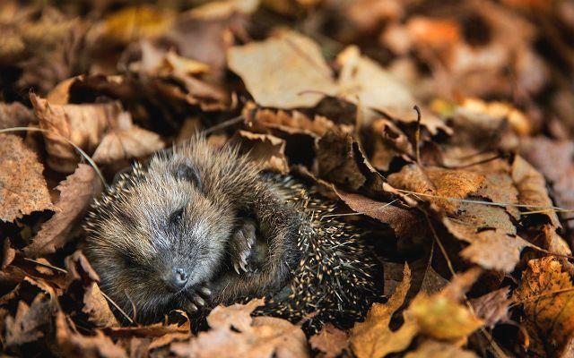 Igel im garten