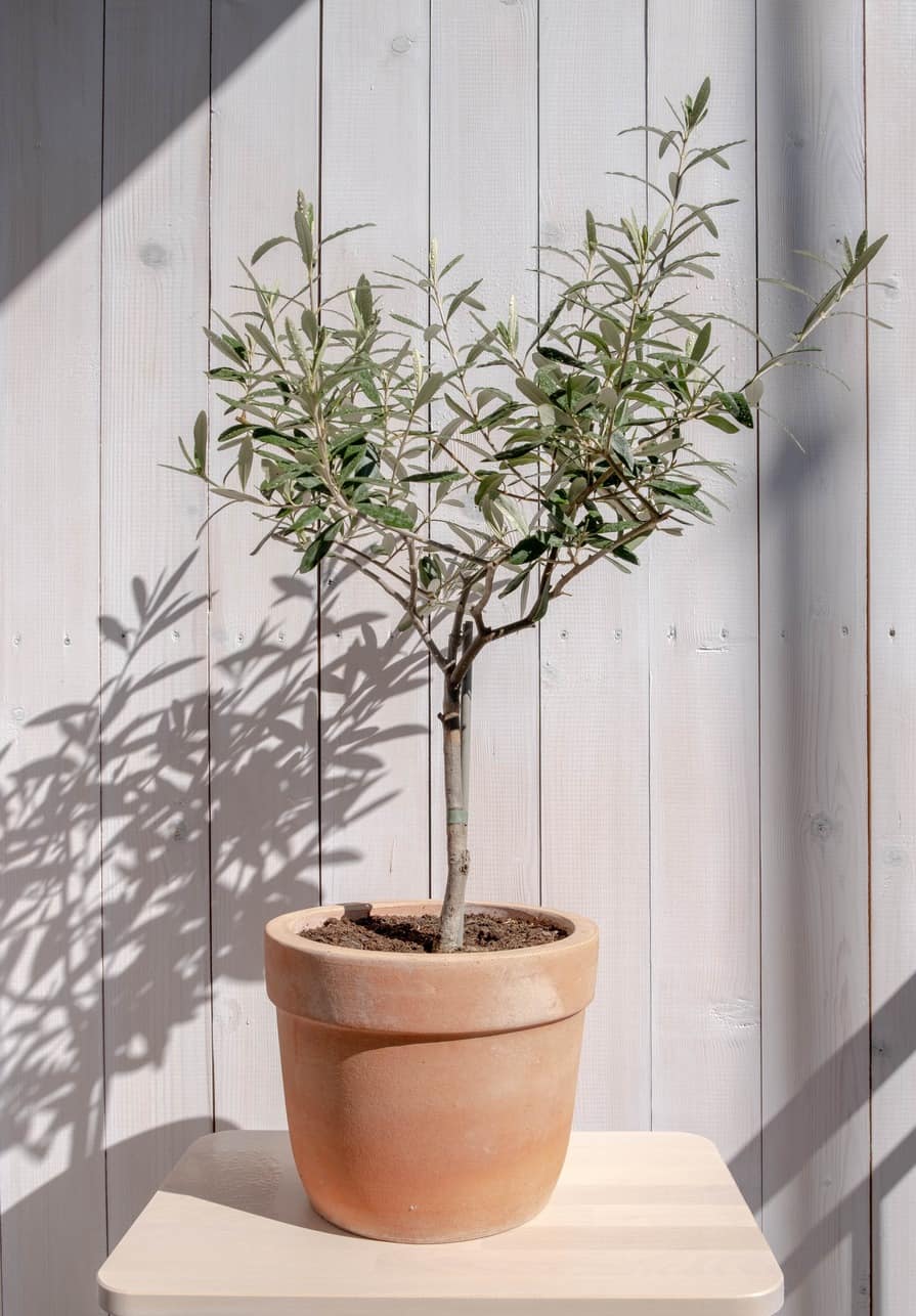Junger Olivenbaum im Topf