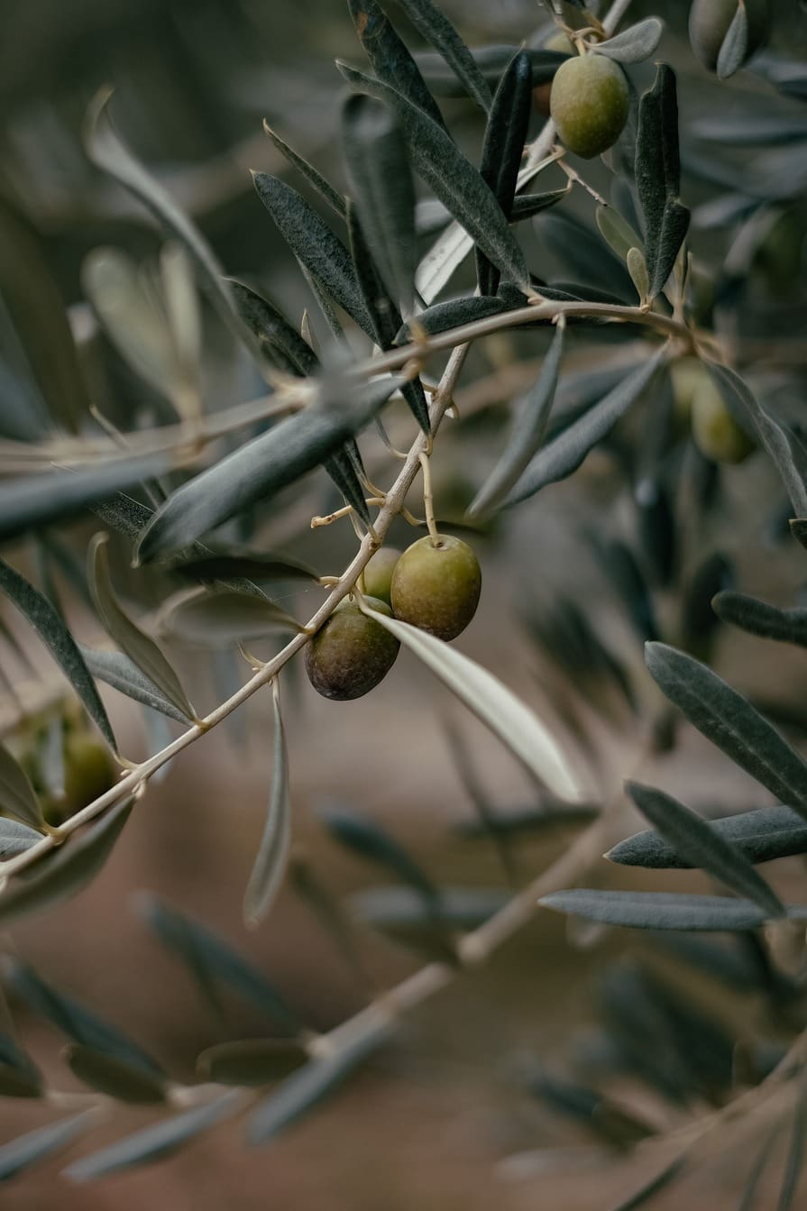 Oliven am Baum