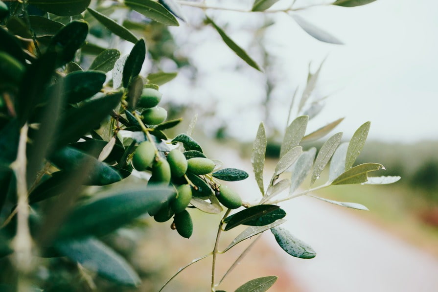Olivenbaum bei Regen