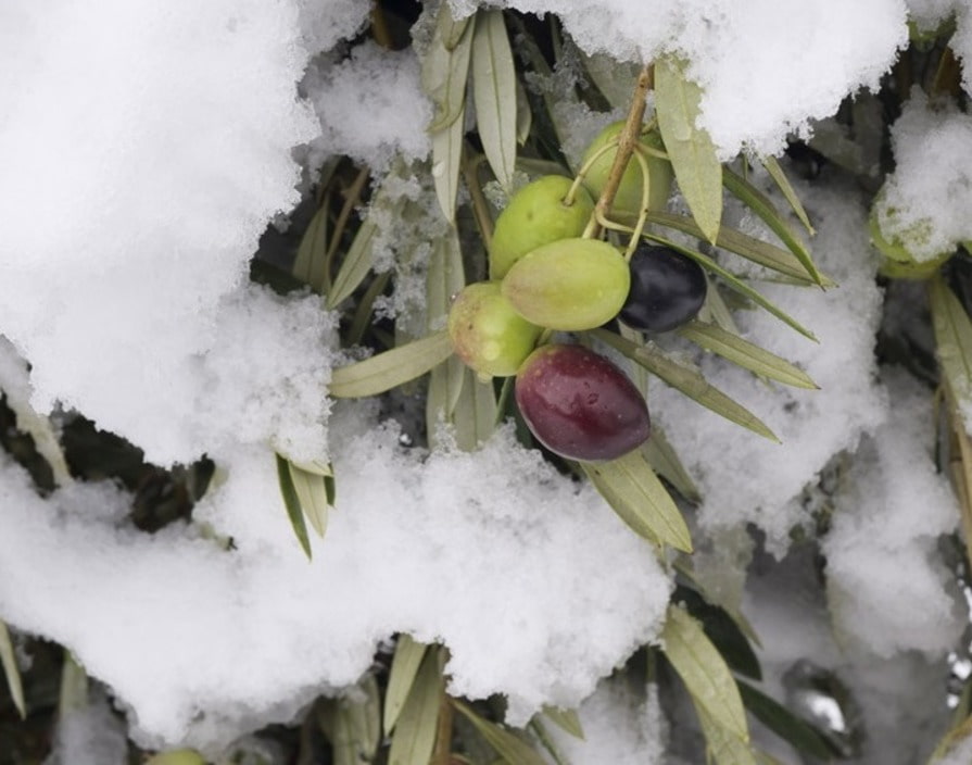 Olivienbaum im schnee