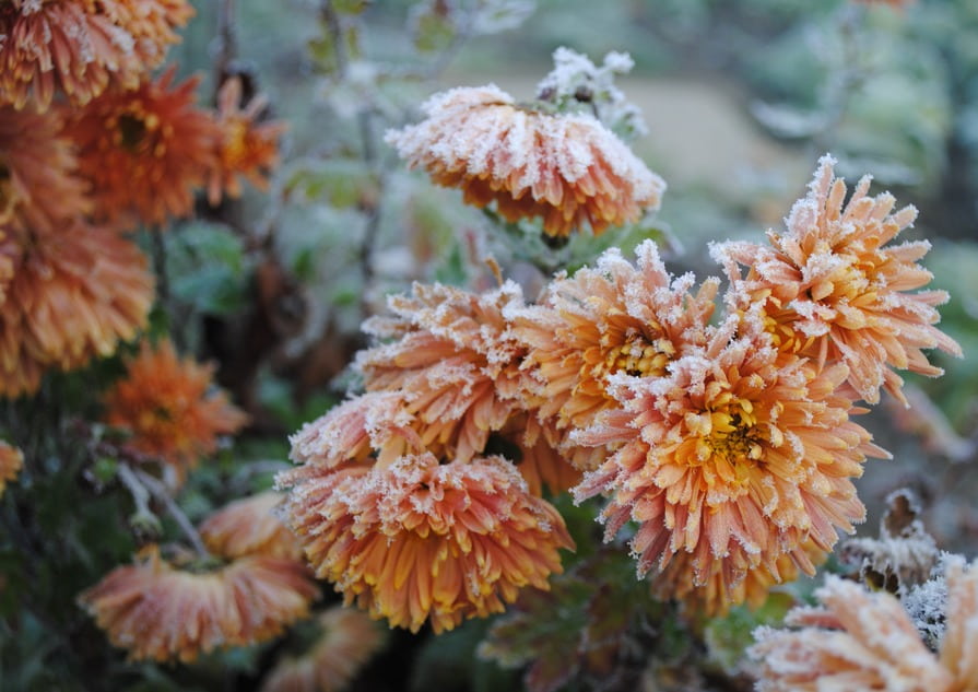 Orangene Dahlien mit Frost