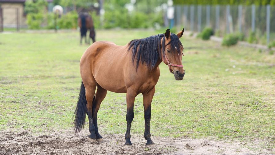 Pferd auf der Wiese