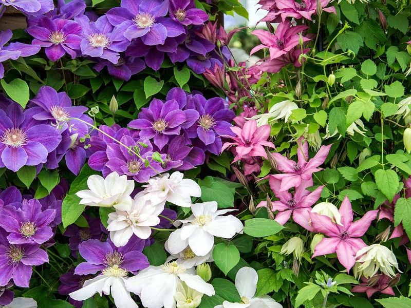 Pflanzen zur Befestigung (Clematis)