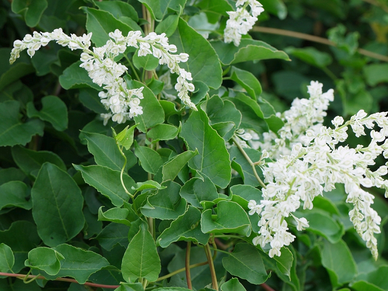 Pflanzen fur Befestigung (Fallopia aubertii)