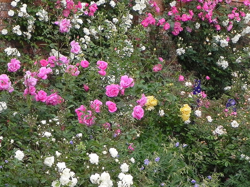 Pflanzen zur Befestigung (Rosa)