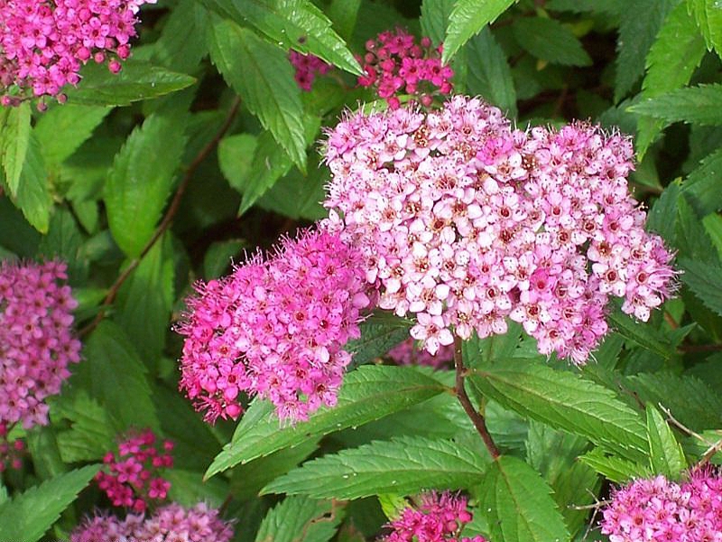 Pflanzen zur Befestigung (Spiraea)