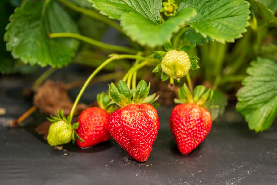 Unkrautvlies unter Erdbeeren