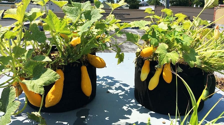 08-08d_geotextil-grow-bags_895x500