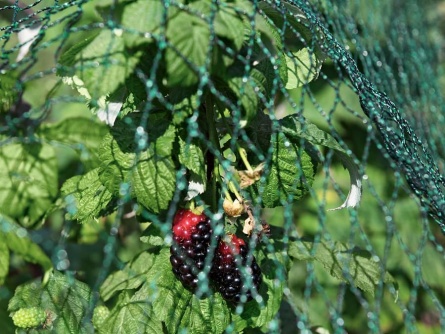 Birdnet R (25 g/m², Maschenweite 20×20 mm)