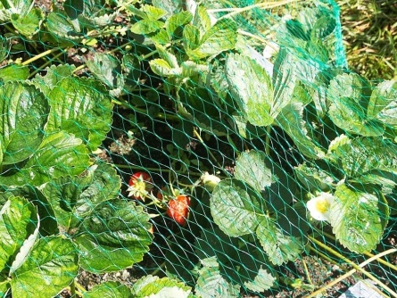 Birdnet (7 g/m², Maschenweite 17×17 mm)