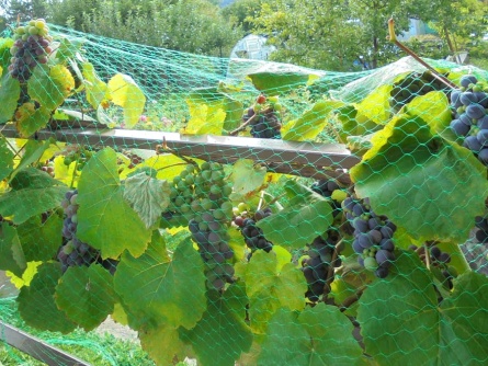 Birdnet (7 g/m², Maschenweite 17×17 mm)