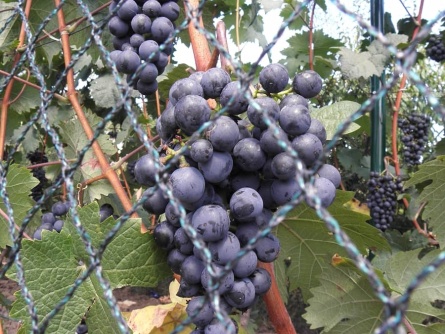 Birdnet R (25 g/m², Maschenweite 20×20 mm)