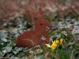 Cortenstahl Gartendeko – Kaninchen