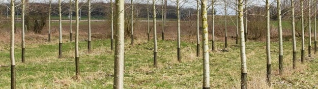 Verbissschutz Gitter