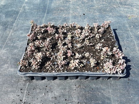 Sedum Plugs