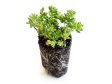 Vorgezogene Sedum-Plugpflanzen Sedum Plugs